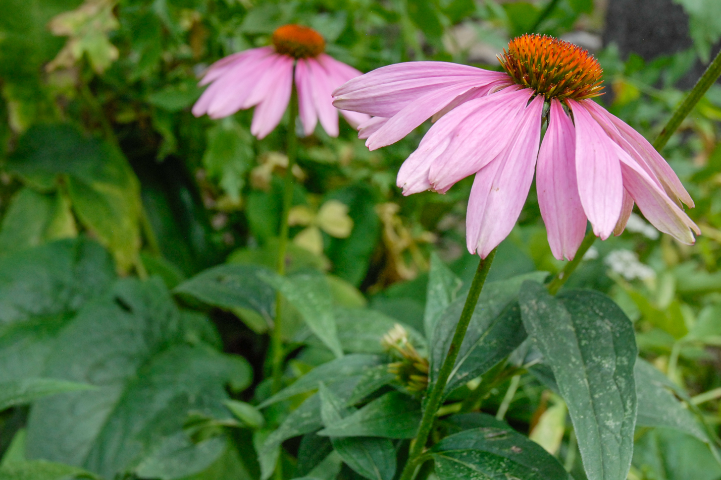 Eastern Purple Coneflower